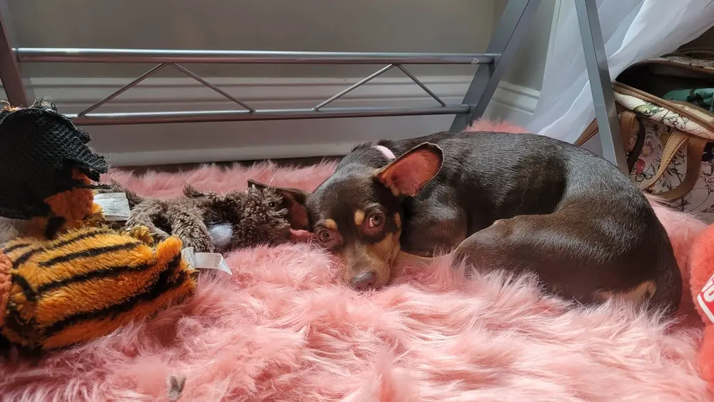 Reese, Dachshund and Chihuahua mix