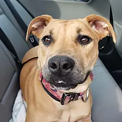 Kennedy, American Bulldog Boxer mix