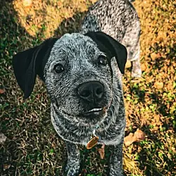 Auggie, Australian Cattle Dog Bluetick Coonhound mix