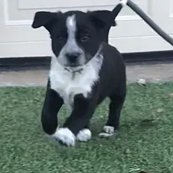 Bear, Boxer Border Collie mix
