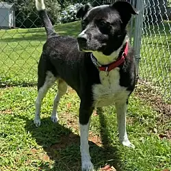 Stella, Border Collie Labrador Retriever mix