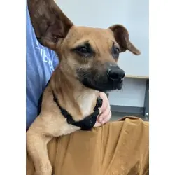 Brooke, Jack Russell Terrier Chihuahua mix