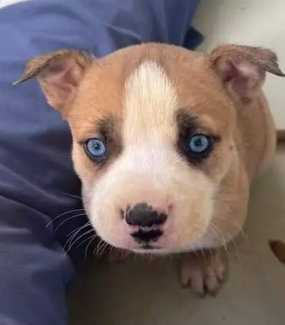 Puppy 2, German Shepherd Dog