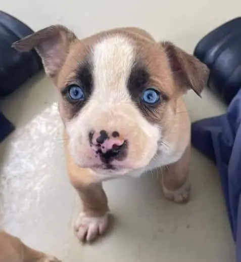 Puppy 3, German Shepherd Dog