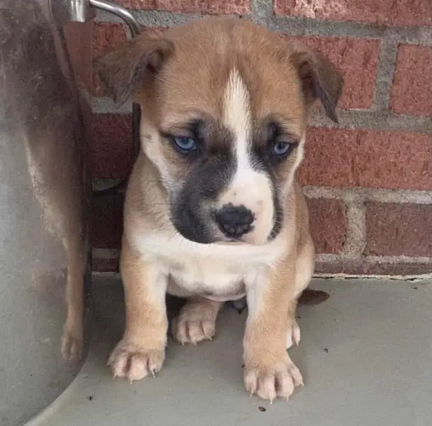 Puppy 6, German Shepherd Dog