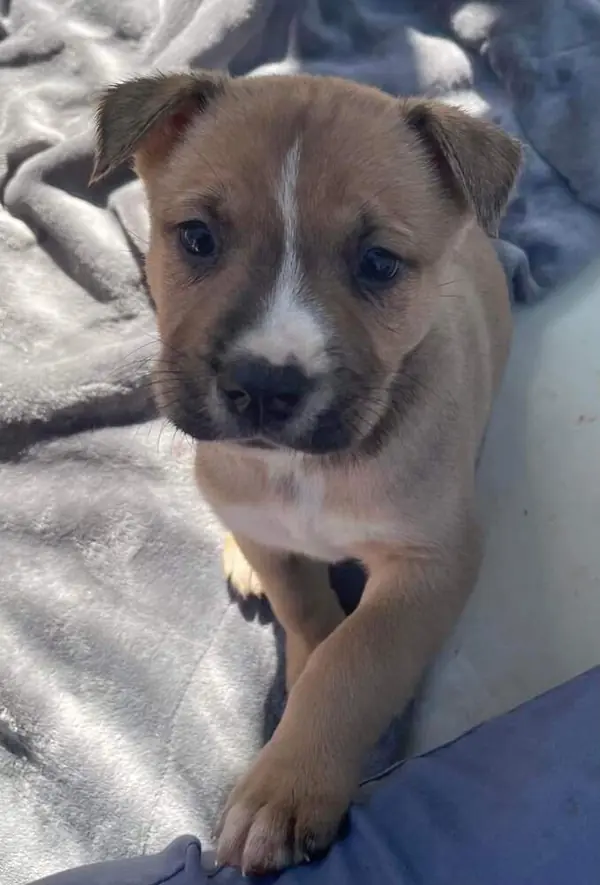 Puppy 4, German Shepherd Dog