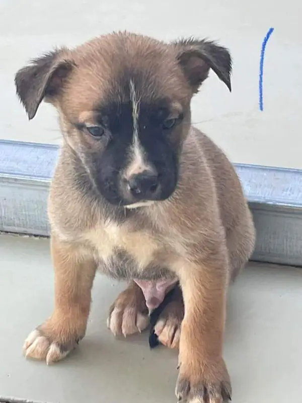 Puppy 5, German Shepherd Dog