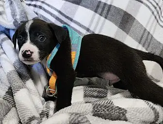 Cupcake, Labrador Retriever