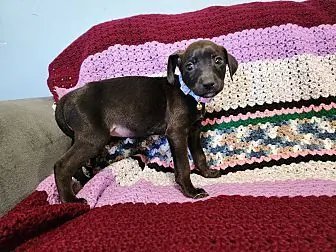 Minnie, Labrador Retriever