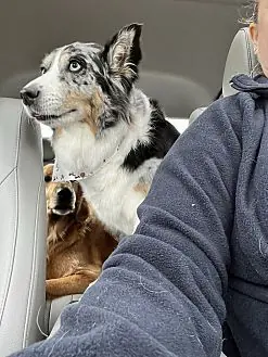 Silver, Australian Shepherd