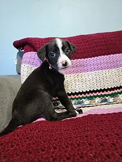 Cupcake, Labrador Retriever