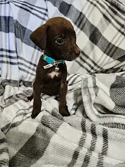 Trooper, Labrador Retriever