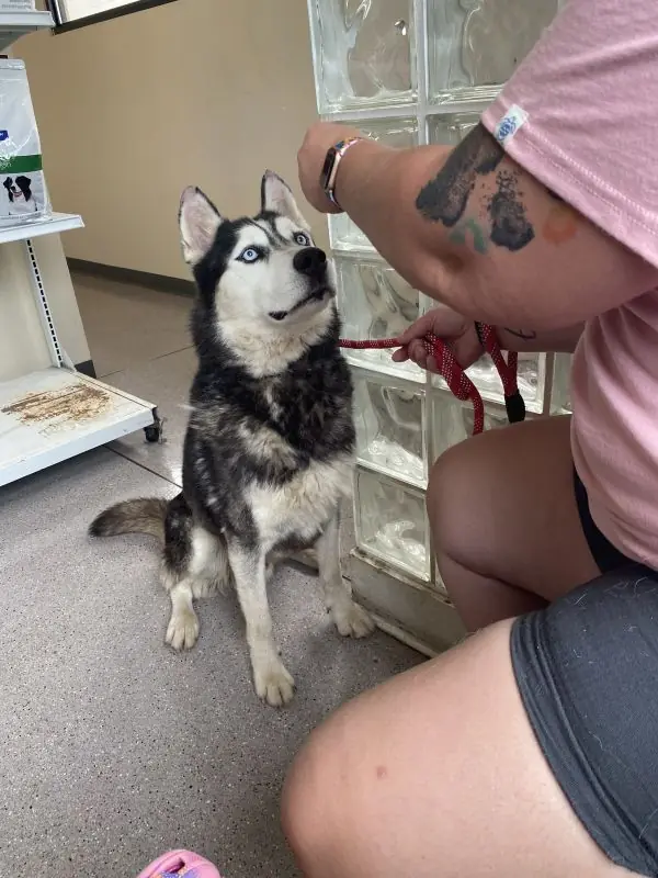 Maverick, Husky