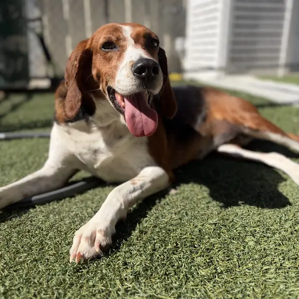 Daffney, one of the hounds and coonhounds waiting in North Carolina