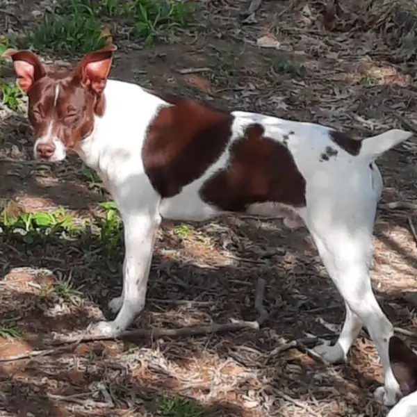 Danny- KY, Terrier, Rat