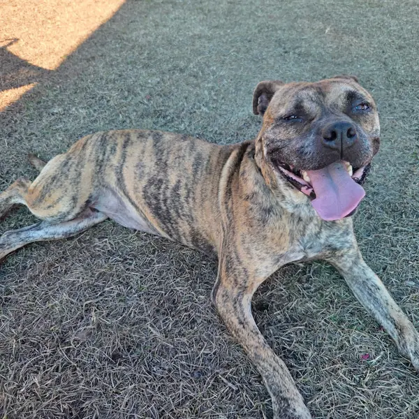 Gemma, Terrier, Pit Bull