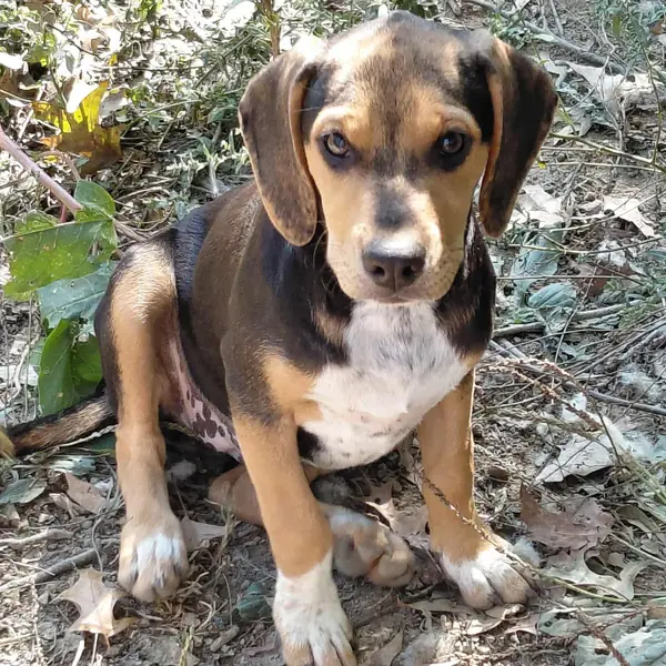 Chewy- KY, Beagle and Mixed Breed (Medium) mix