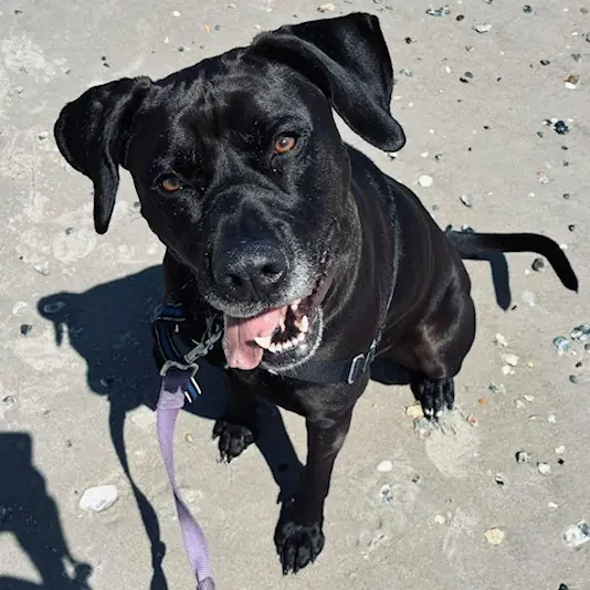 Miley, Bulldog, American mix