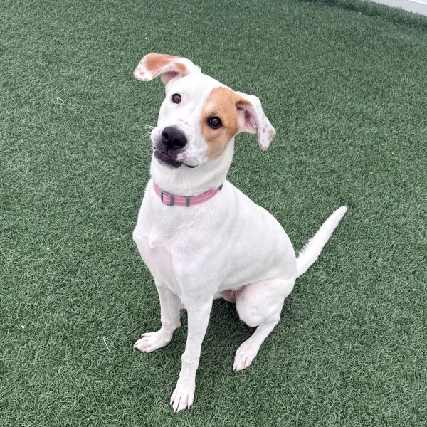 Maple, Retriever, Labrador mix