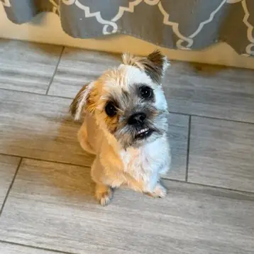Stella- KY, Shih Tzu and Terrier, Yorkshire, Yorkie mix