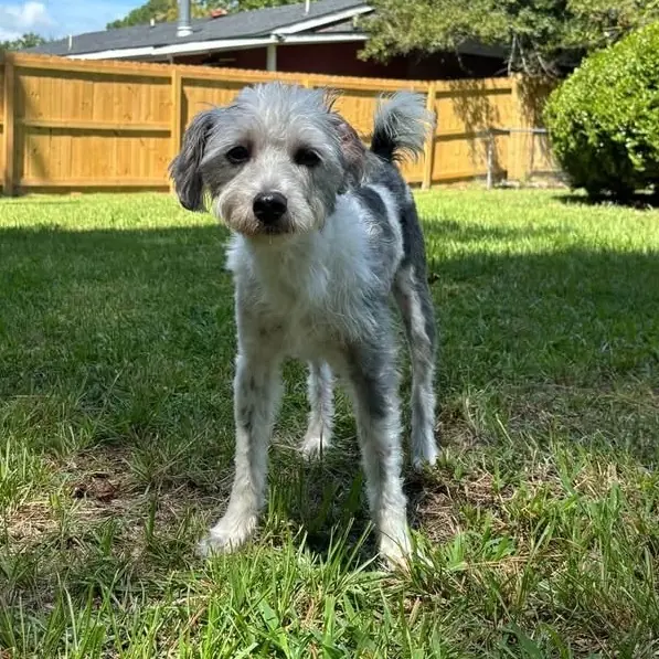 Oreo, Terrier and Poodle mix
