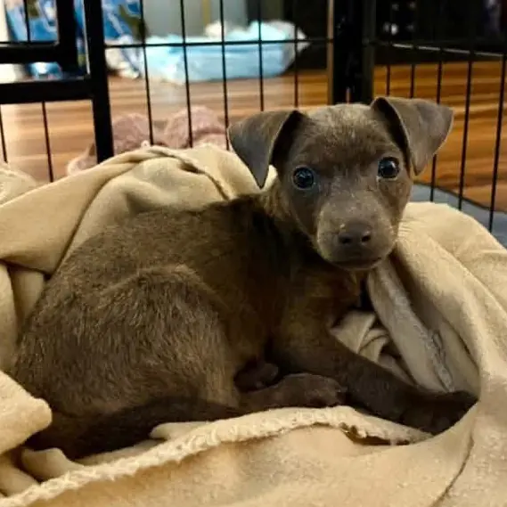 Happy, Shepherd mix