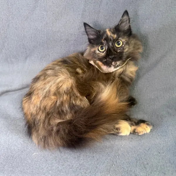 Pumpkin Spice, Domestic Longhair