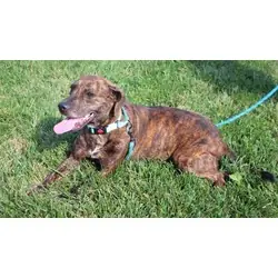 Wednesday, Plott Hound Golden Retriever mix