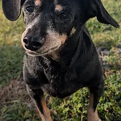 Otto, Dachshund Chihuahua mix
