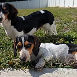 Dolly and Patsy, Dachshund mix