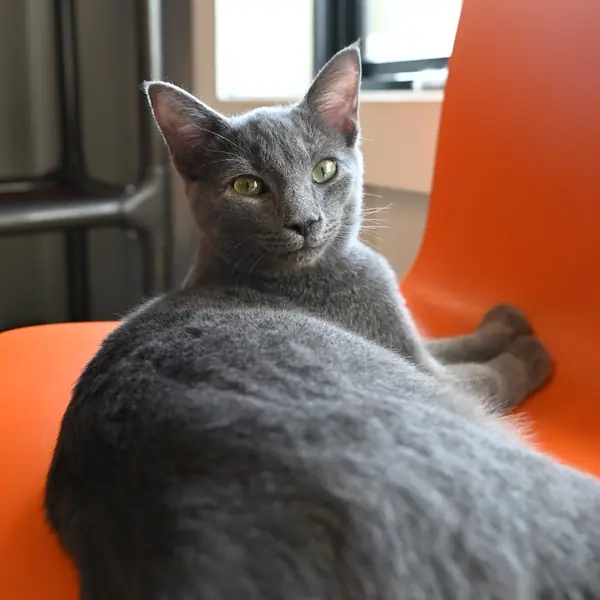 Jack, Domestic Shorthair