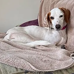Sally--DEAF, Hound (Unknown Type)
