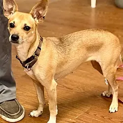 Lulu, Chihuahua mix