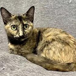 Calypso, American Shorthair
