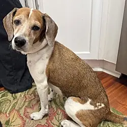 Daisy, Beagle
