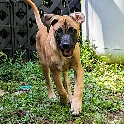 Rocky, Boxer Mutt mix