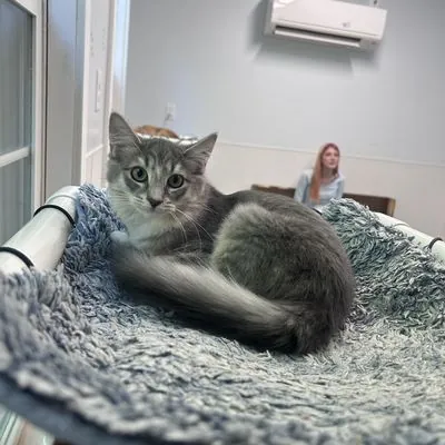 Muffin, Domestic Medium Hair