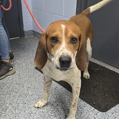 Kercheck, Hound