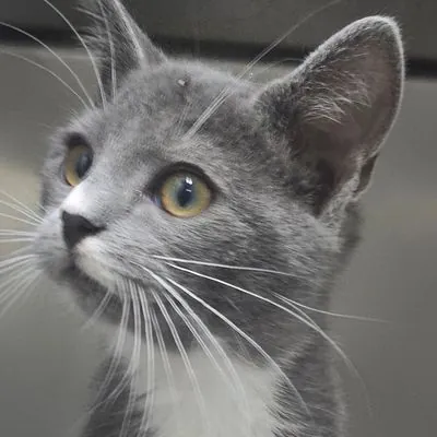 Lida, Domestic Shorthair