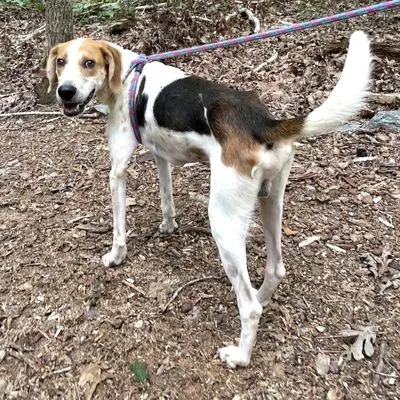 Sheldon, Hound