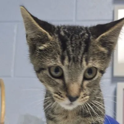 Flobert, Domestic Shorthair