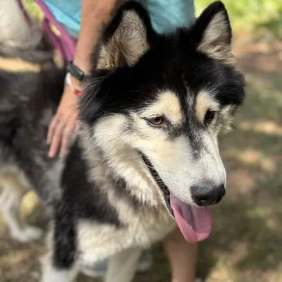 Lux, Husky