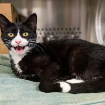 Morgana, cat