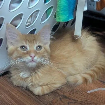 Muenster, cat