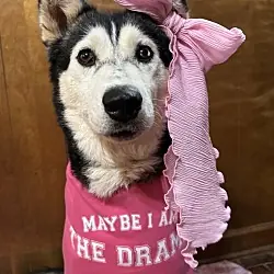 Niki, Siberian Husky