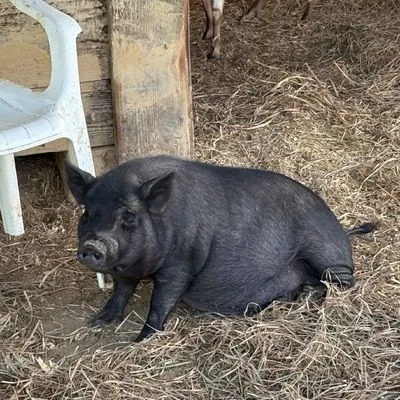 Juliet, other pet