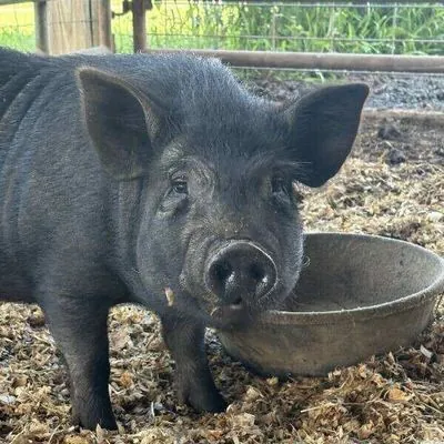 Romeo, other pet