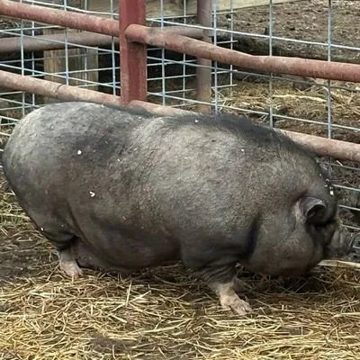 Petunia, Berkshire