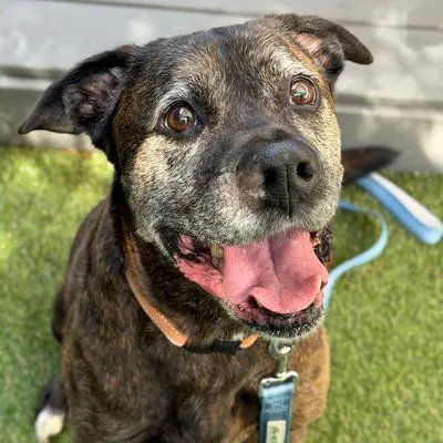 Caden, Mixed Breed (Large)