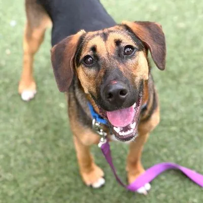 Elvis Pawsley, Mixed Breed (Medium)